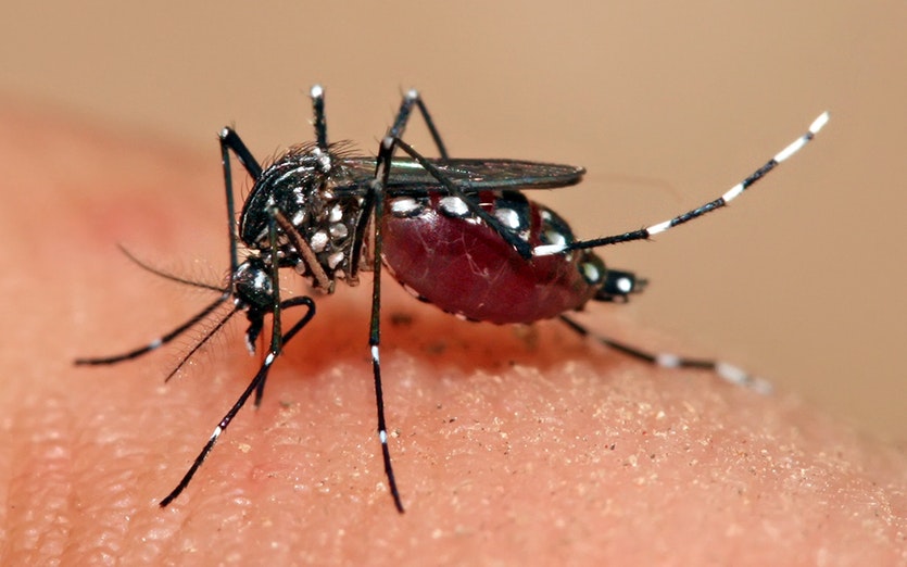 54 fresh dengue cases reported in Jammu district