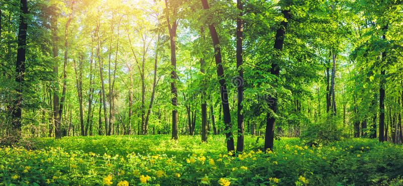 'J&K Govt to create  land bank of suitable non-forest land and revenue forest land for compensatory afforestation '