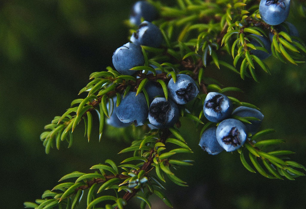 Juniper is State Tree of Ladakh