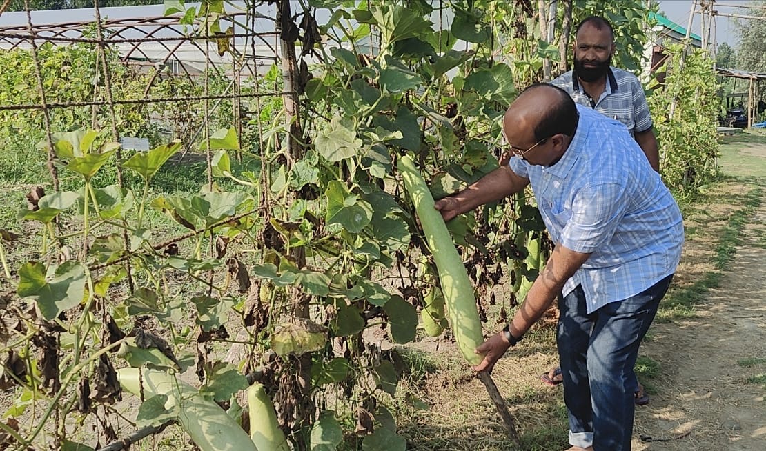 J&K: Vegetable SMF Gangbug 